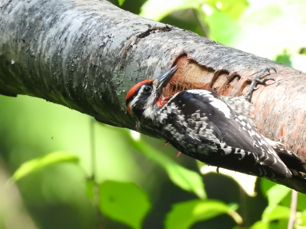 Red-naped Sapsucker - ML638284918