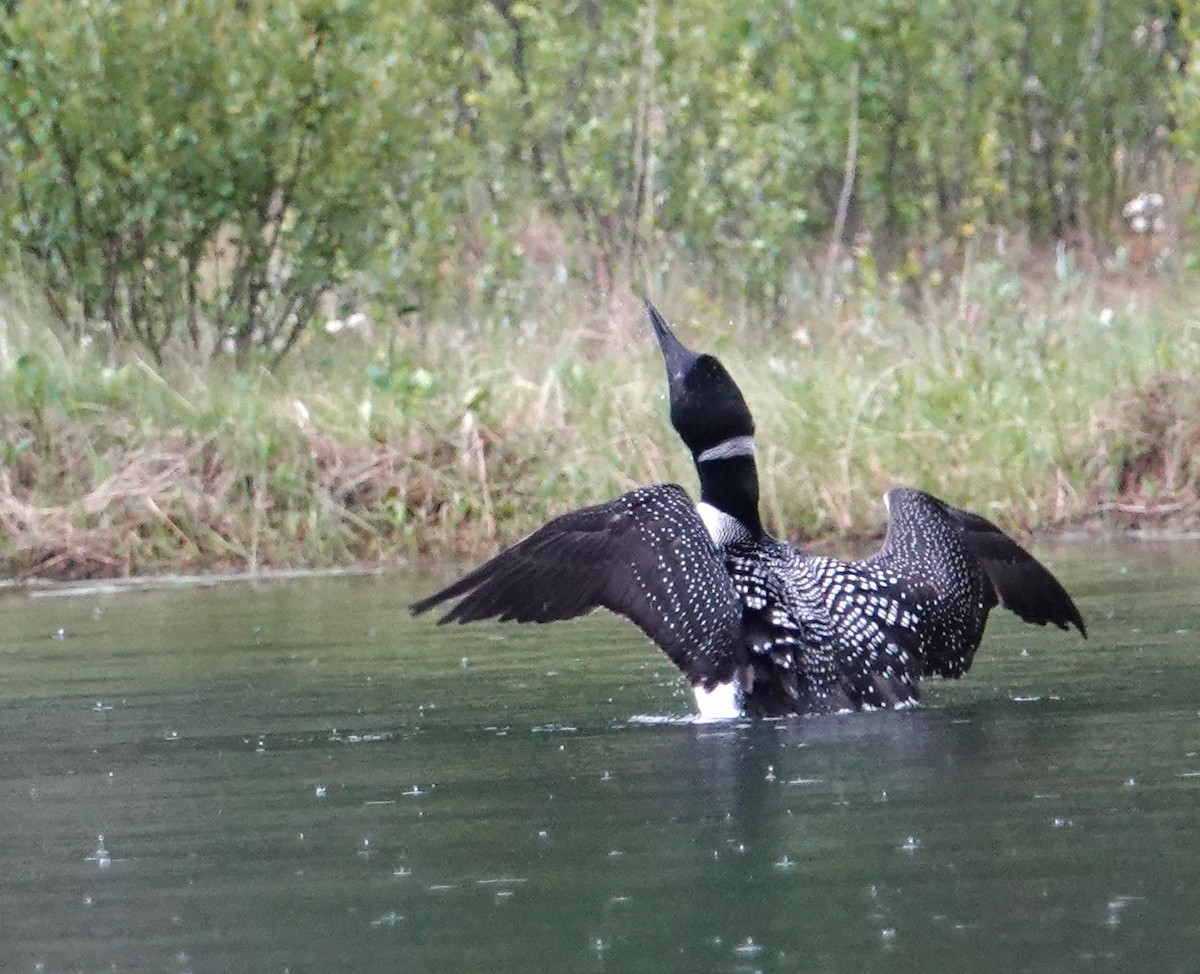 Common Loon - ML638284920
