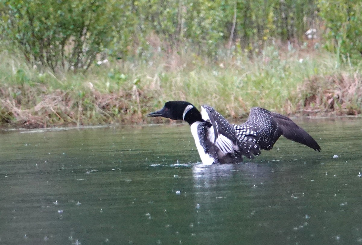 Common Loon - ML638284927