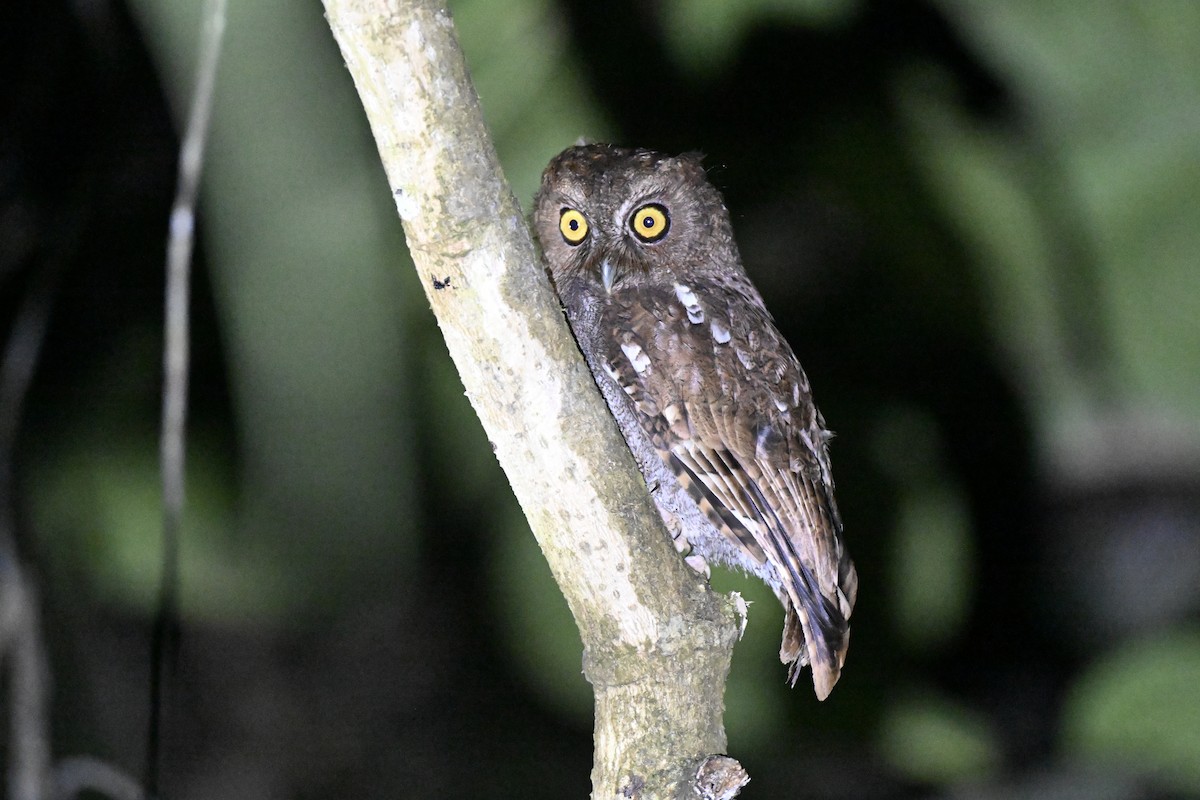 Foothill Screech-Owl - ML638284928
