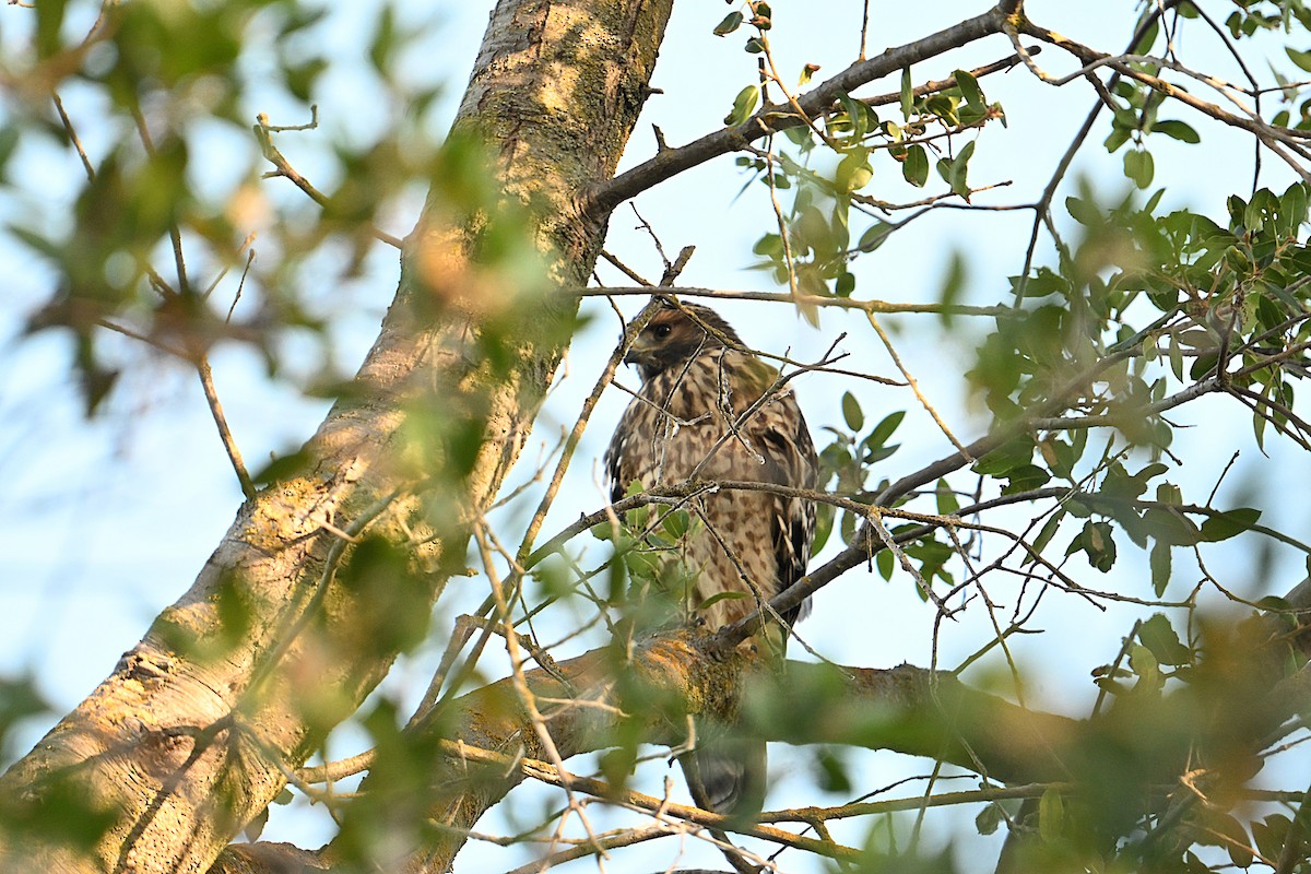 Red-shouldered Hawk - ML638284933