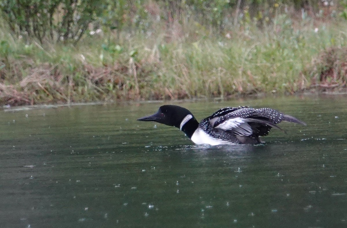 Common Loon - ML638284934