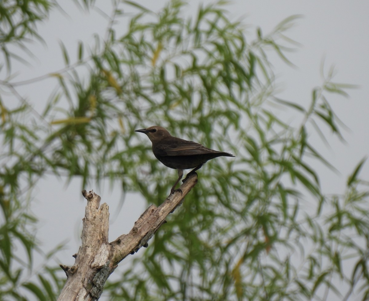 European Starling - ML638284935