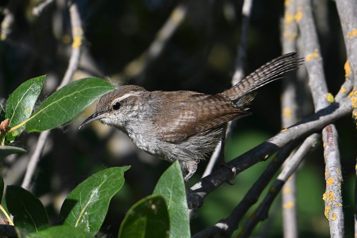 Bewick's Wren - ML638284936