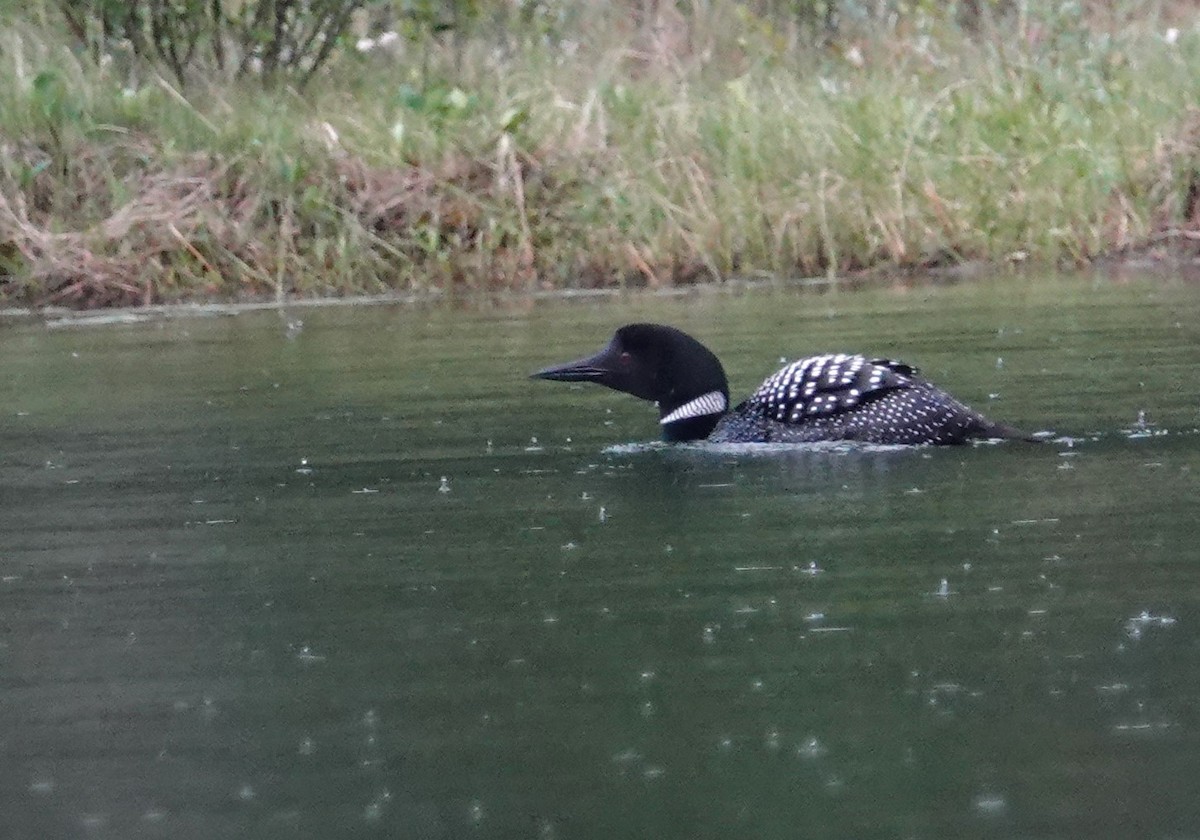 Common Loon - ML638284937