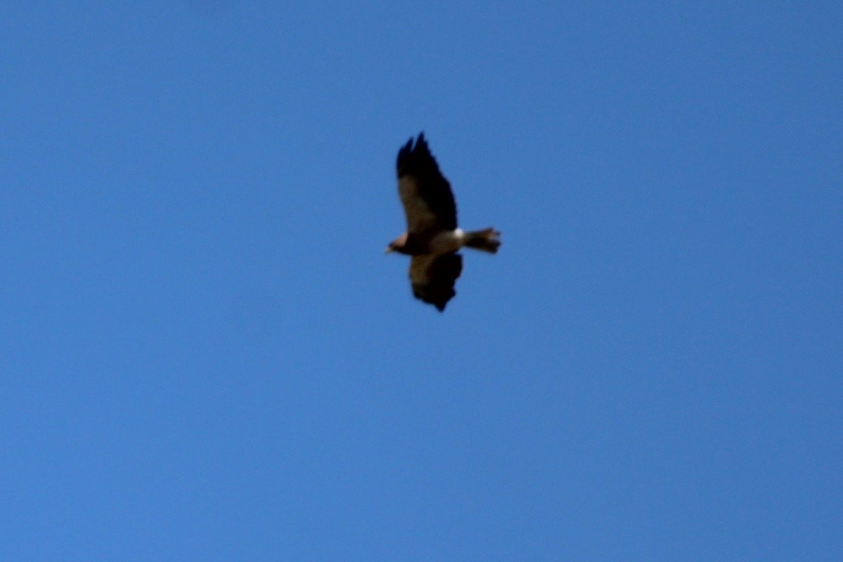 Swainson's Hawk - ML638284939