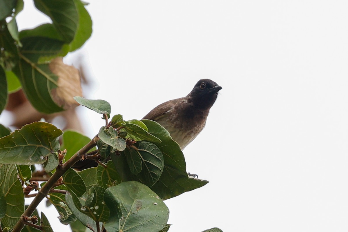 Black-fronted Bulbul - ML638284967