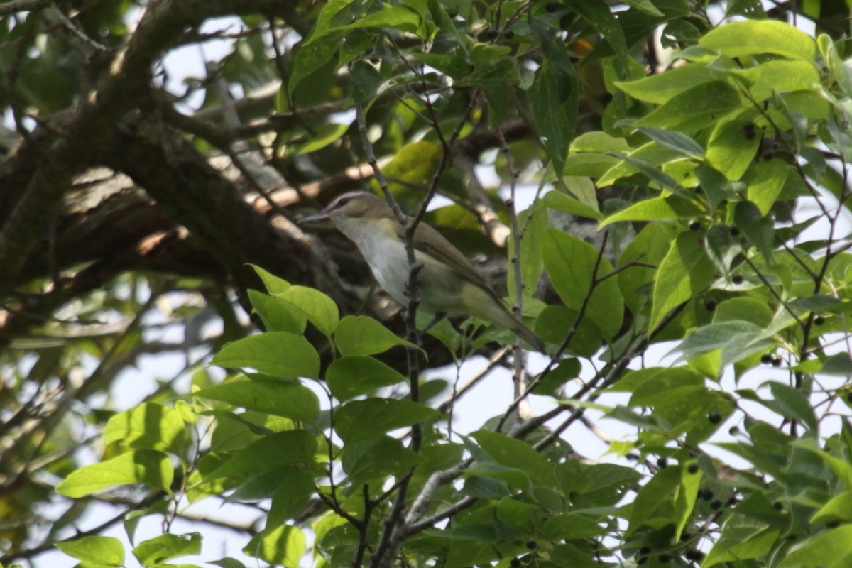 Red-eyed Vireo - ML638284970