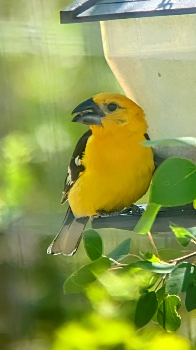 Yellow Grosbeak - ML638284974