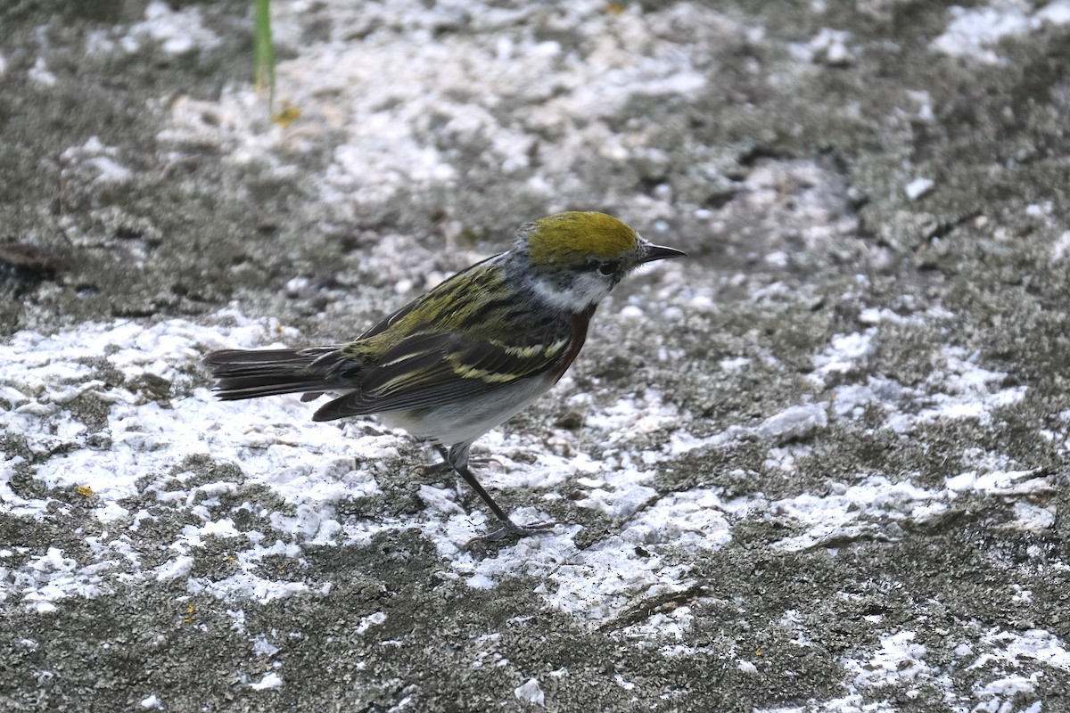 Chestnut-sided Warbler - ML638284977