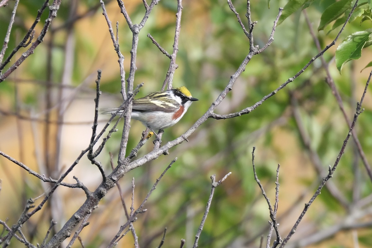Chestnut-sided Warbler - ML638284978