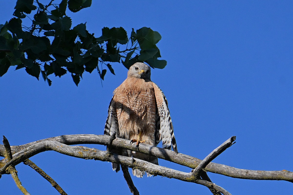 Red-shouldered Hawk - ML638284980