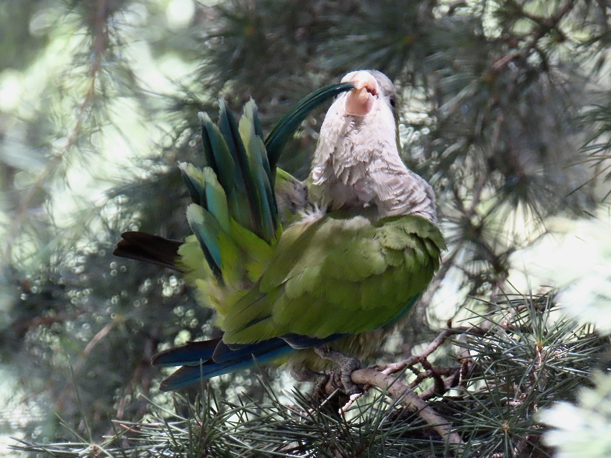 Monk Parakeet - ML638284981