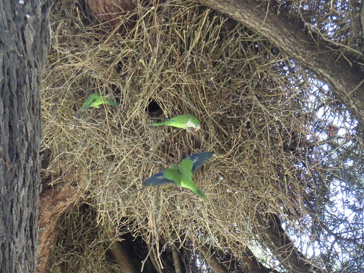 Monk Parakeet - ML638284982