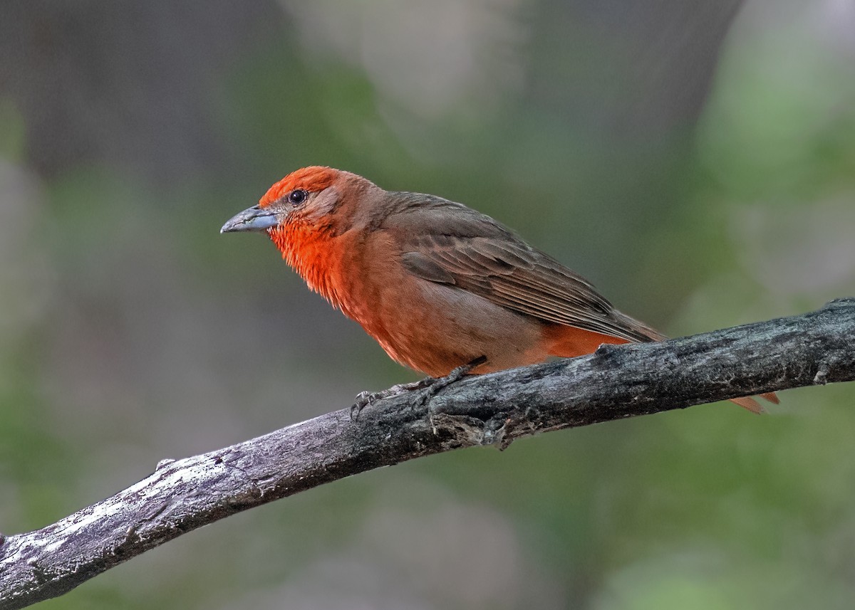 Hepatic Tanager - ML638284991