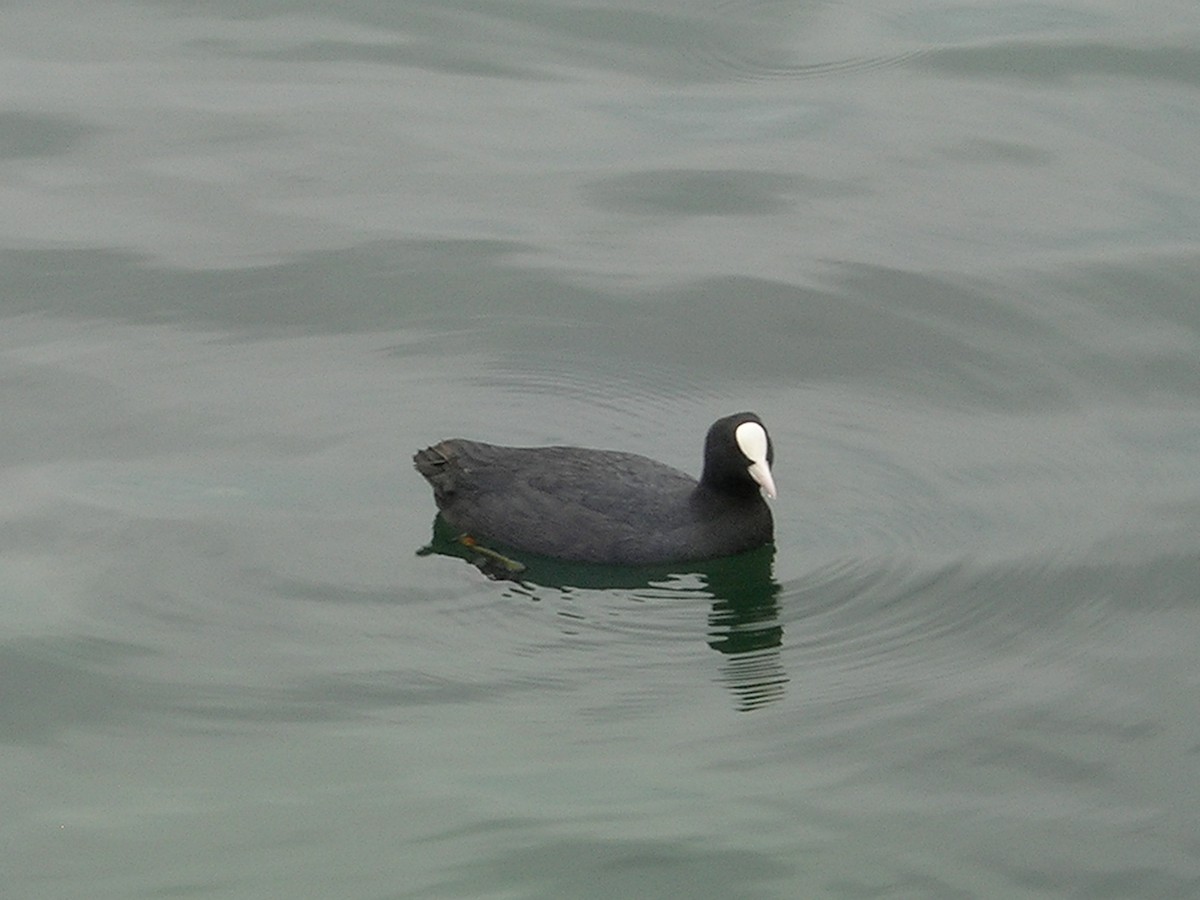 Eurasian Coot - ML638284994