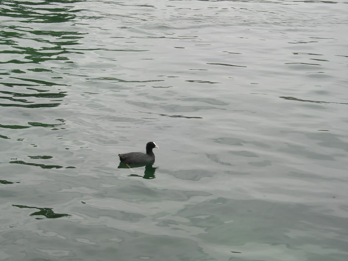 Eurasian Coot - ML638284995