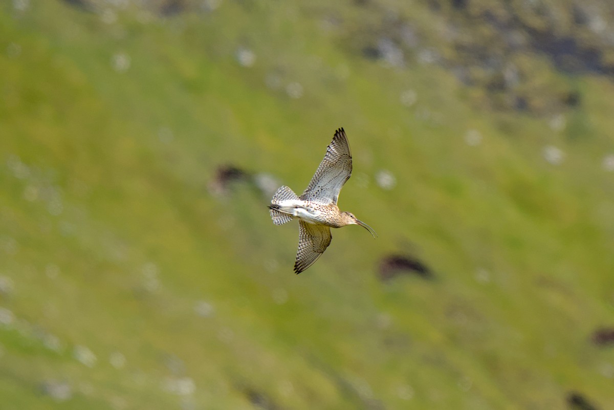 Eurasian Curlew - ML638284997