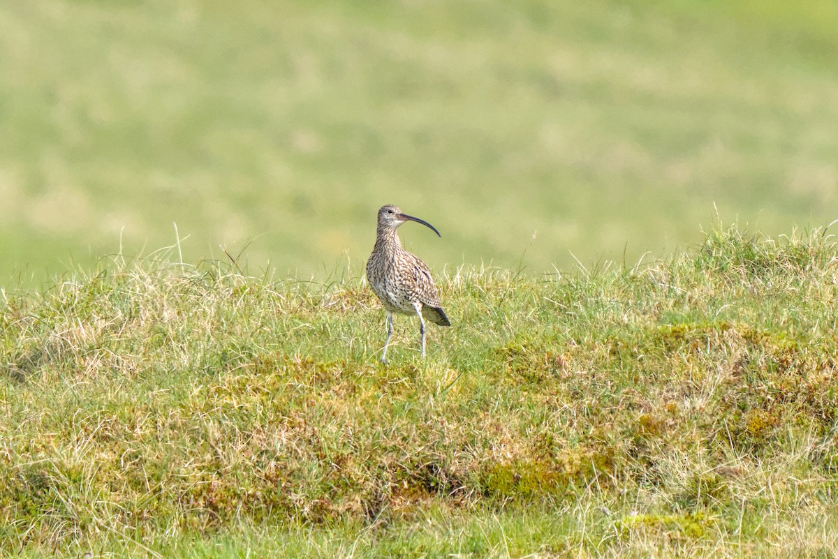 Eurasian Curlew - ML638285002