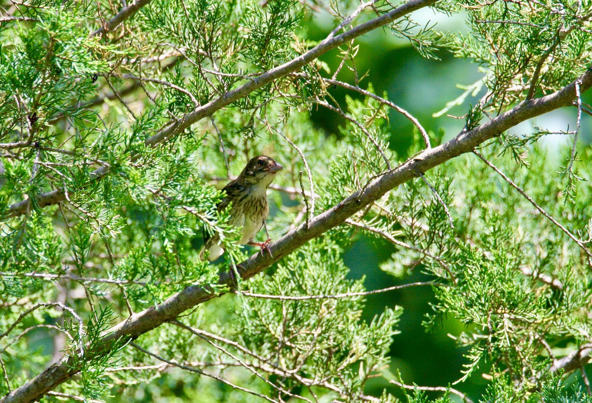 Eastern Towhee - ML638285010