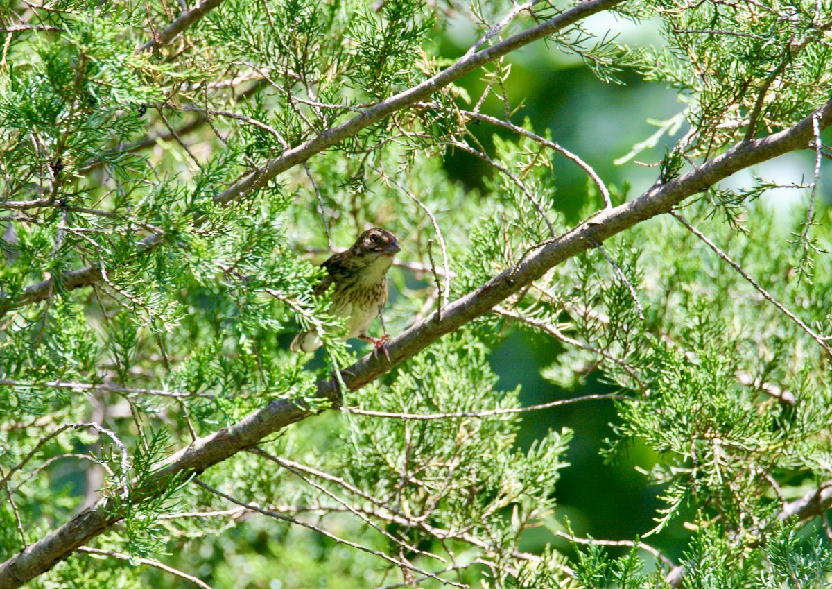 Eastern Towhee - ML638285011