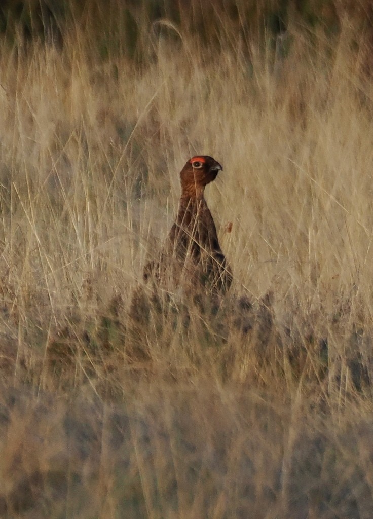 bělokur rousný (ssp. scotica/hibernica) - ML638285016