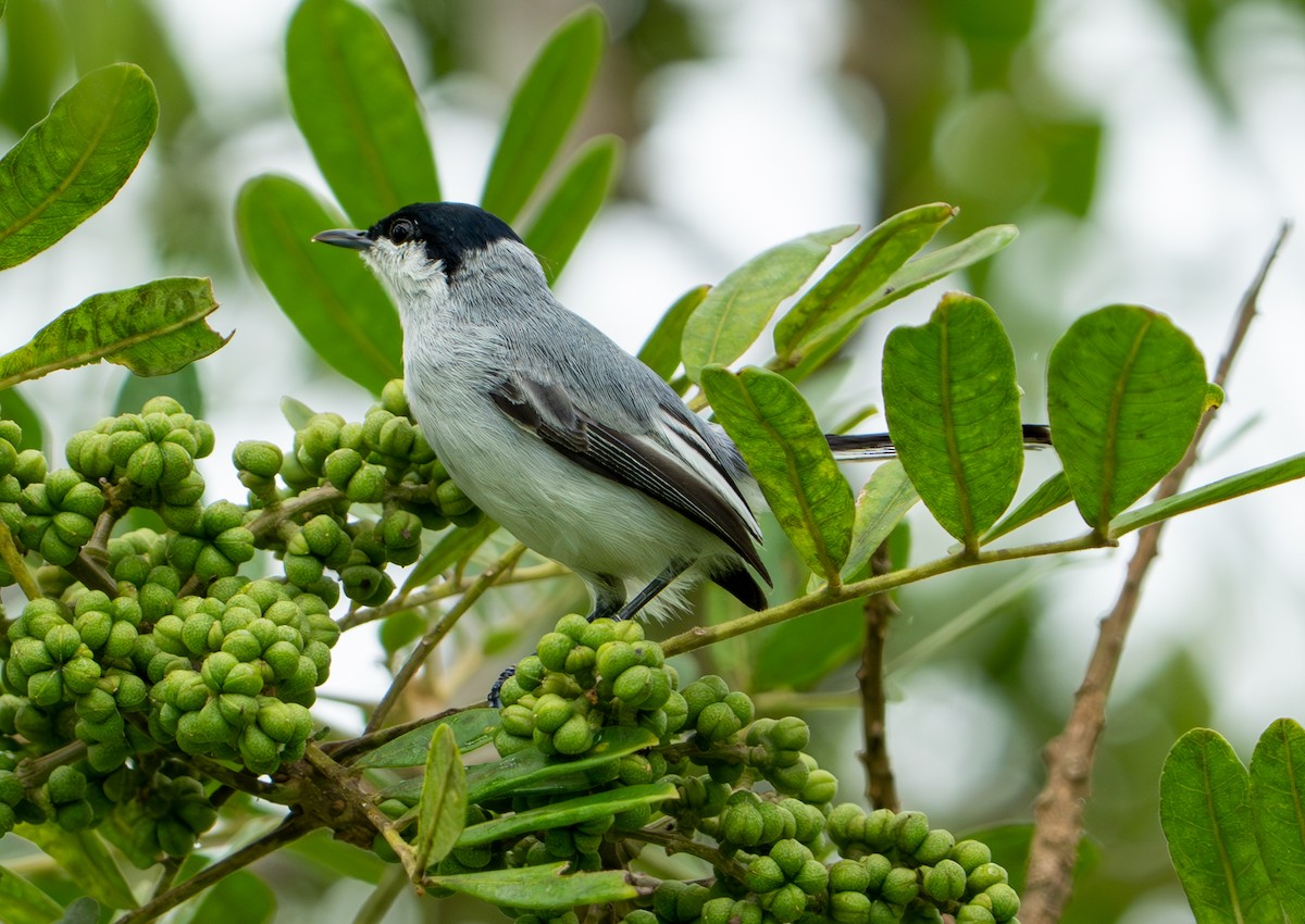 Tropical Gnatcatcher - ML638285026
