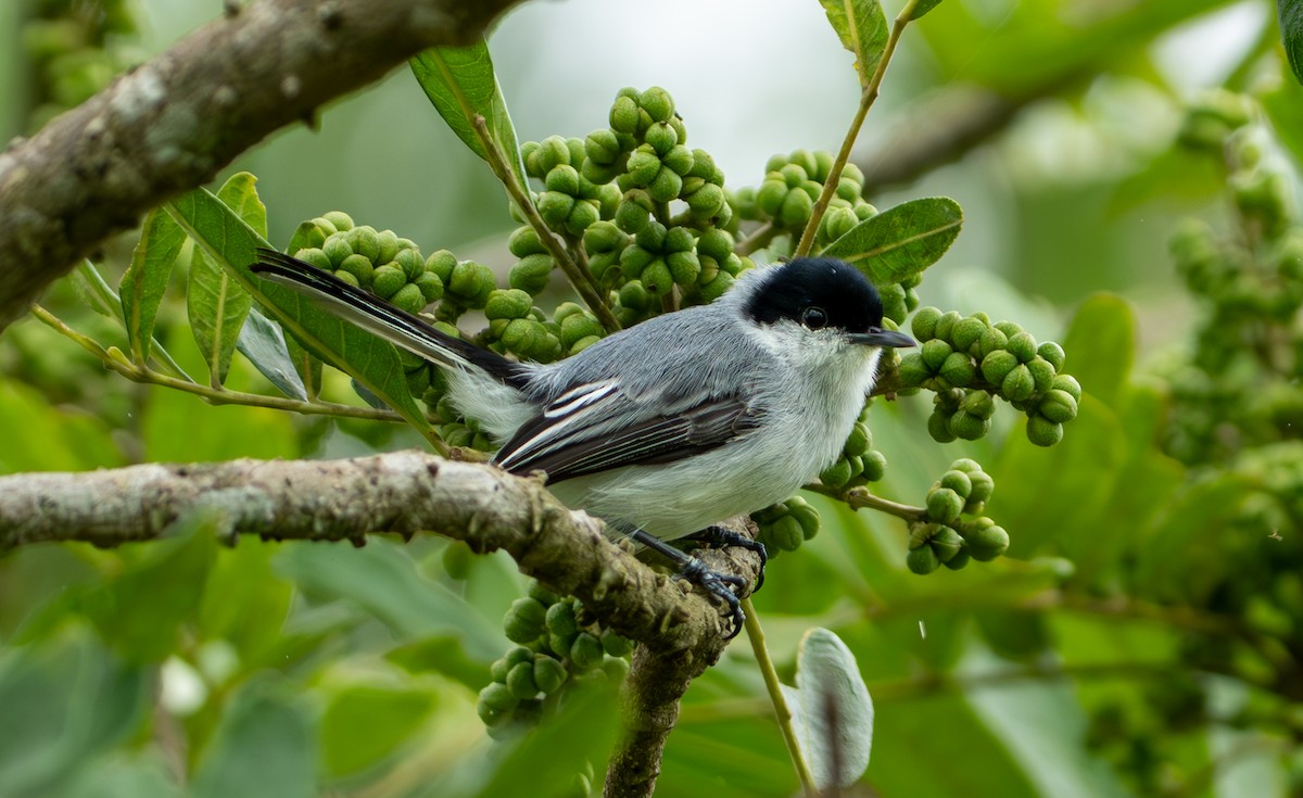 Tropical Gnatcatcher - ML638285027
