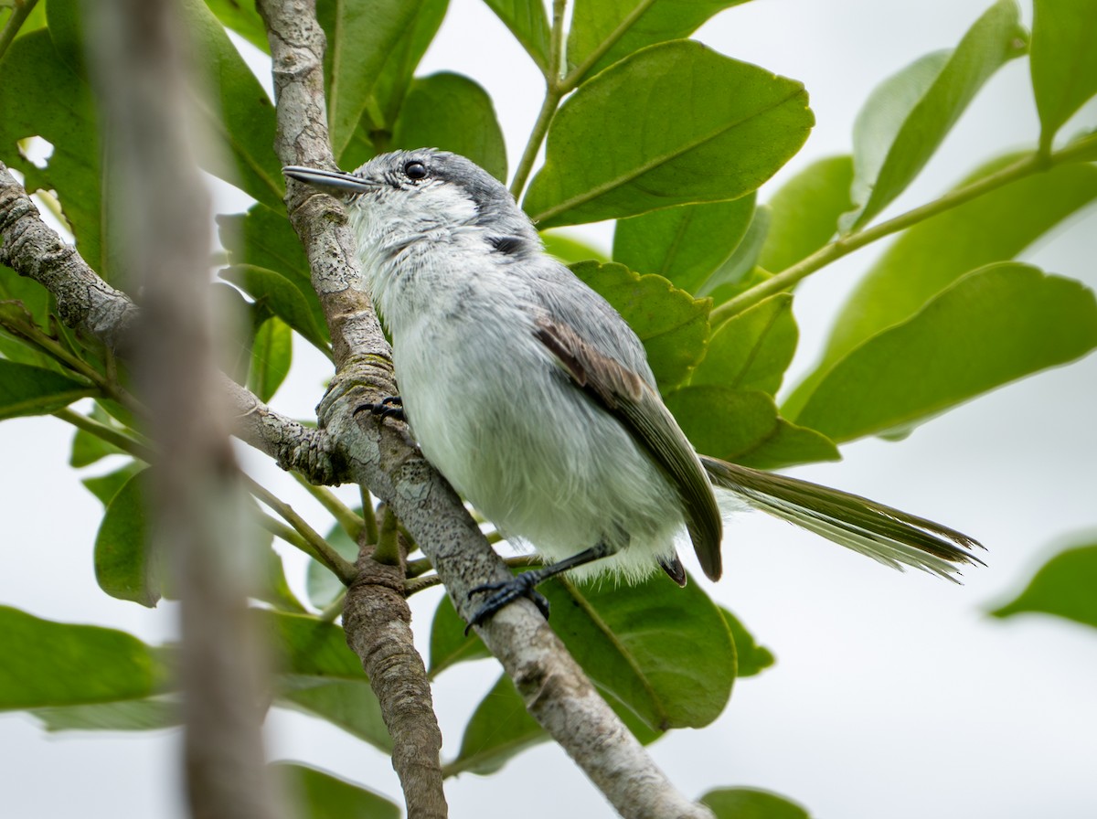 Tropical Gnatcatcher - ML638285028