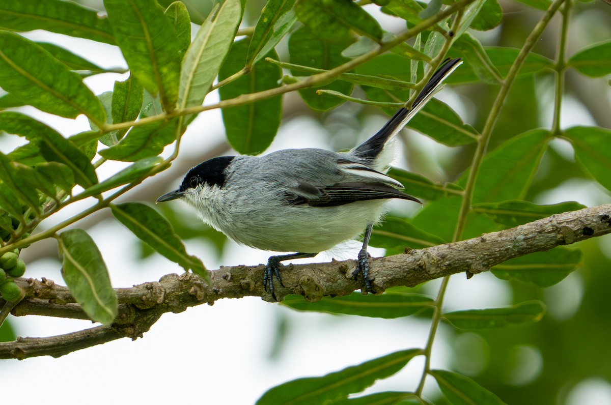Tropical Gnatcatcher - ML638285029