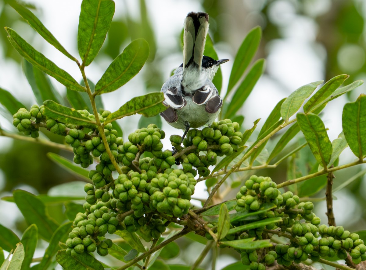 Tropical Gnatcatcher - ML638285031