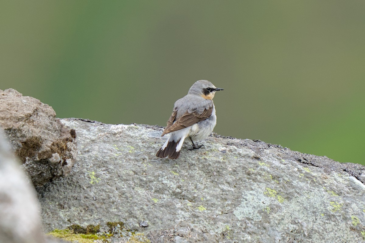 Northern Wheatear - ML638285038