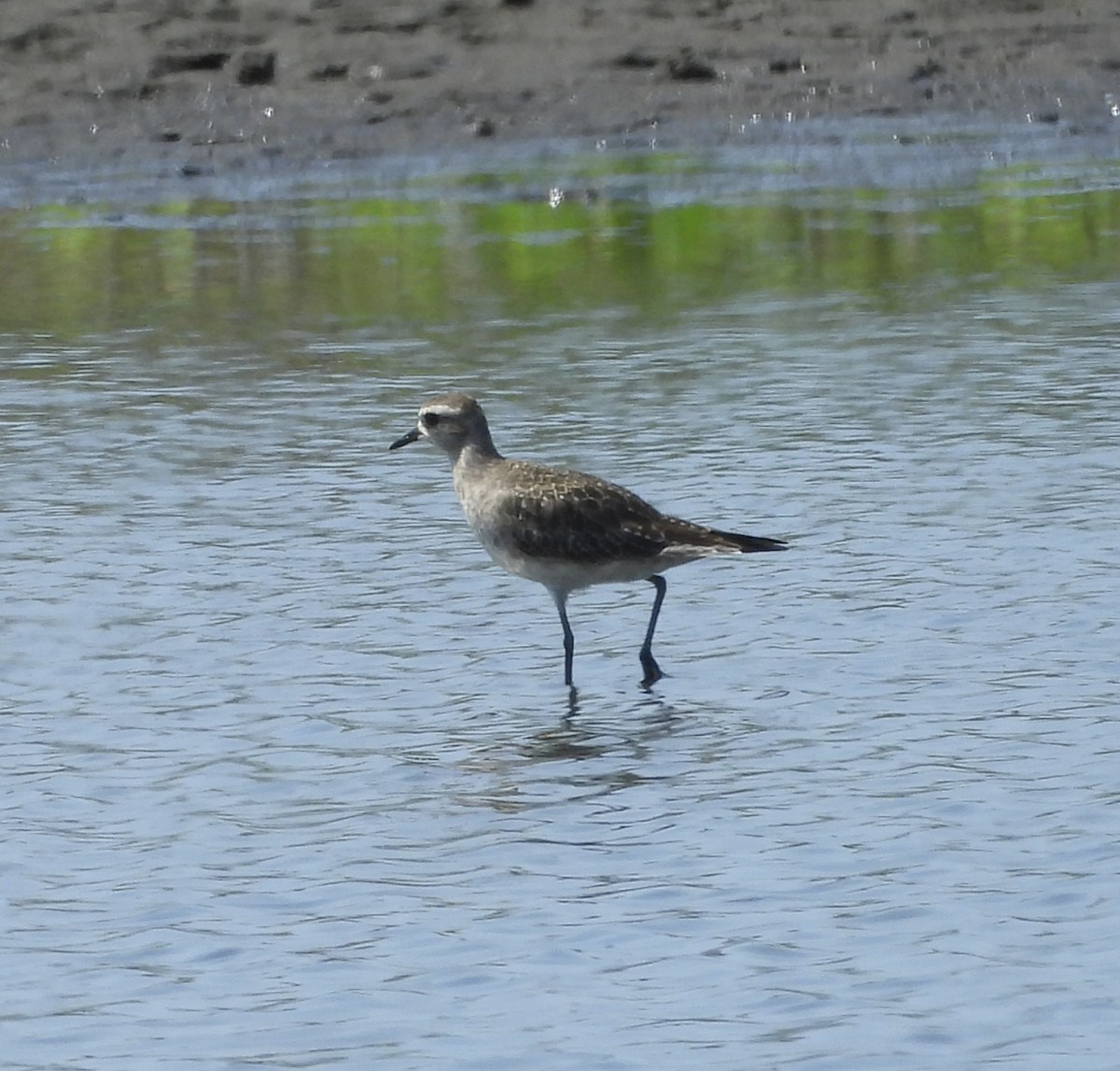 American Golden-Plover - ML638285045