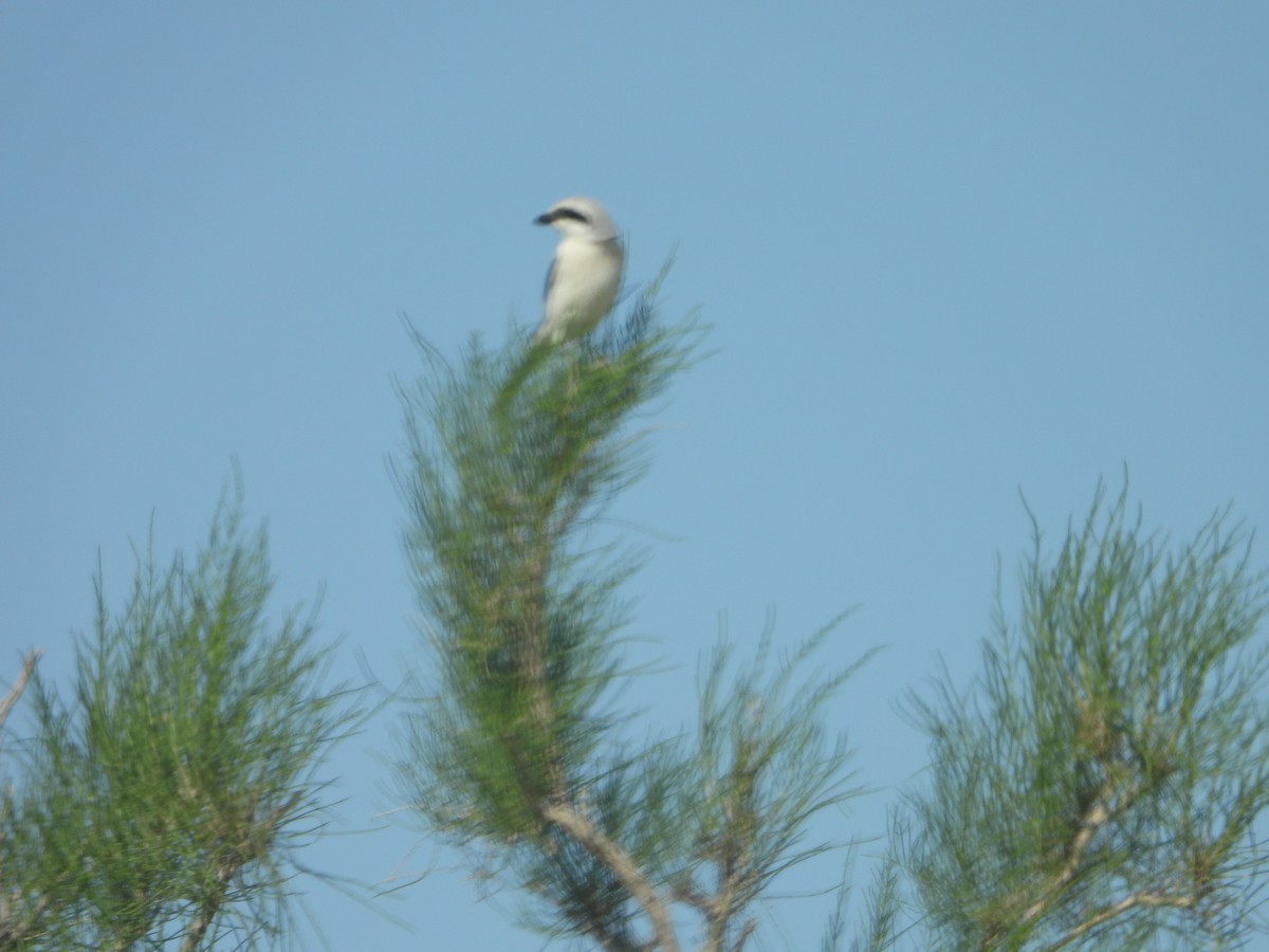 Büyük Örümcekkuşu (pallidirostris) - ML638285048