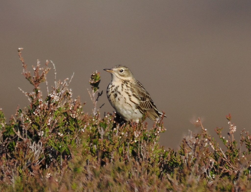 Meadow Pipit - ML638285049