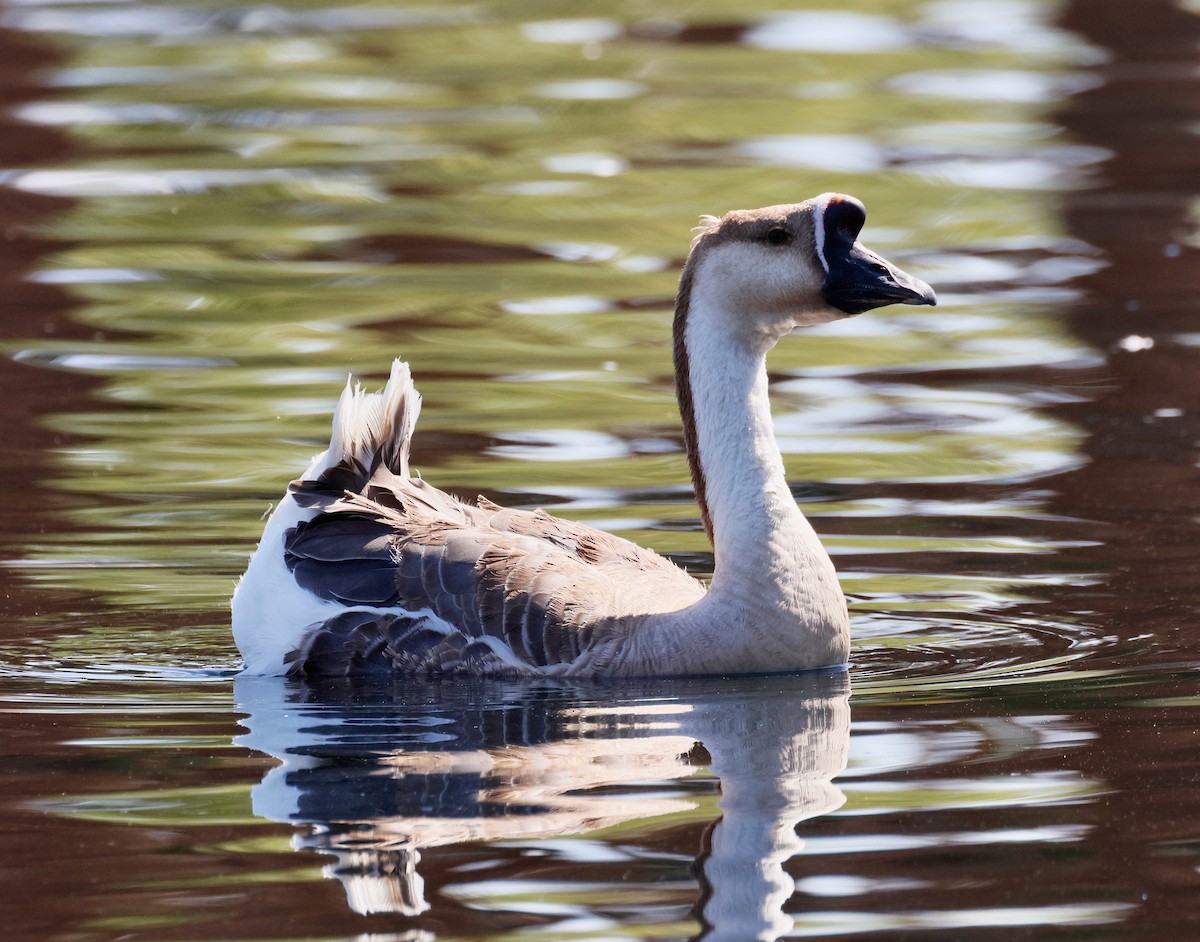 Swan Goose (Domestic type) - ML638285056