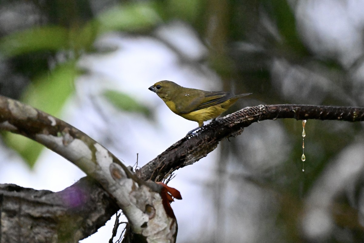 Thick-billed Euphonia (Black-tailed) - ML638285073