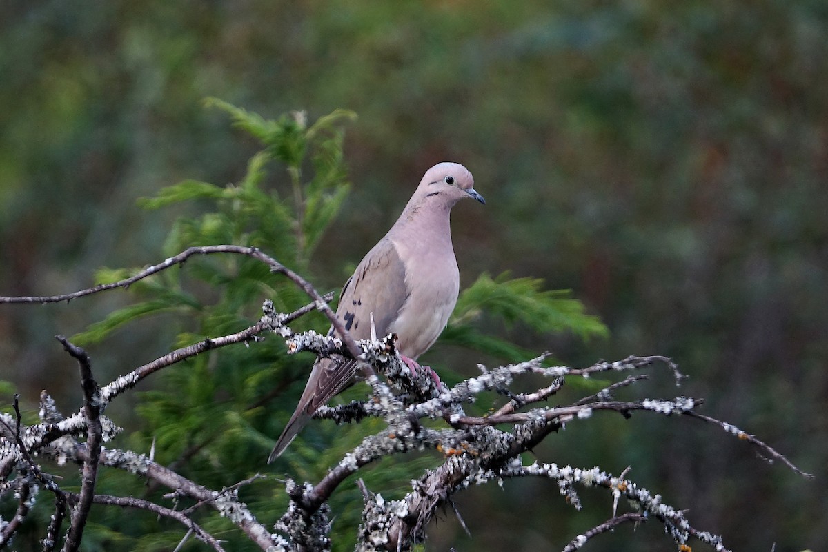 Eared Dove - ML638285076