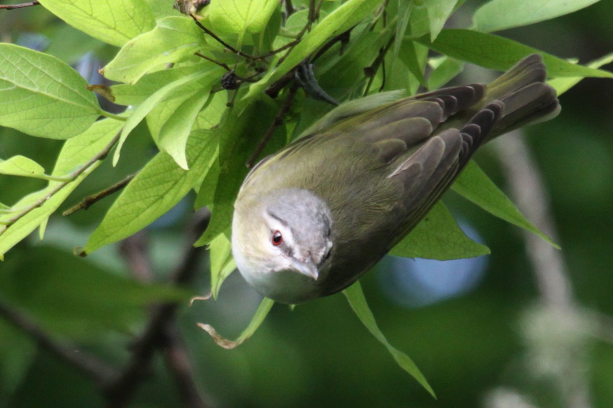 Red-eyed Vireo - ML638285078