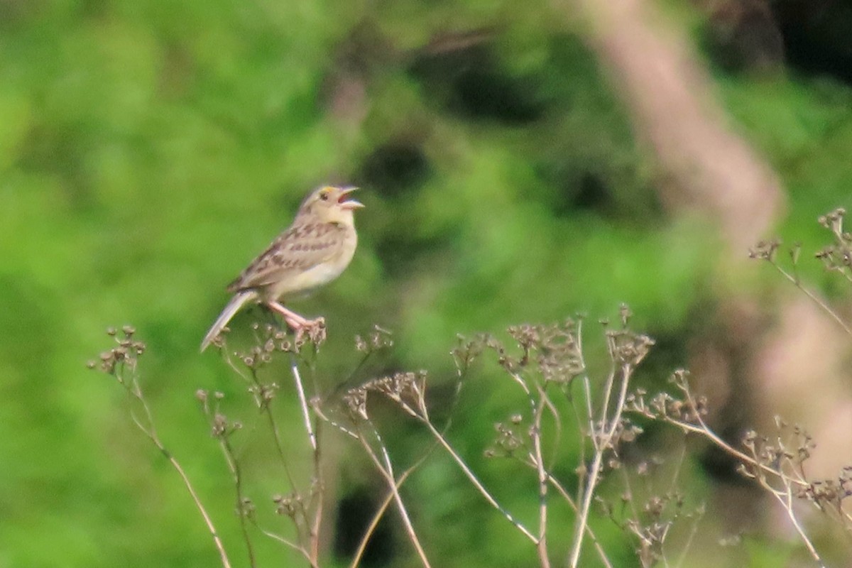 Grasshopper Sparrow - ML638285086