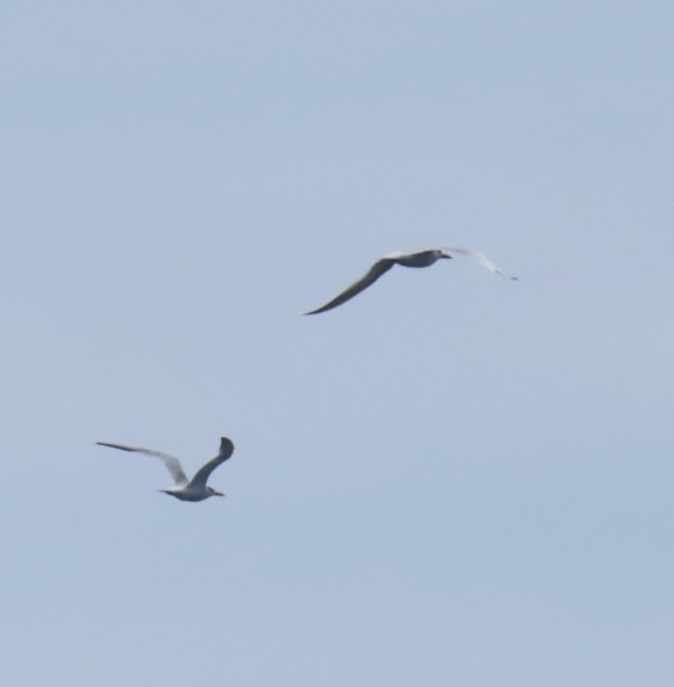 Royal Tern - ML638285121