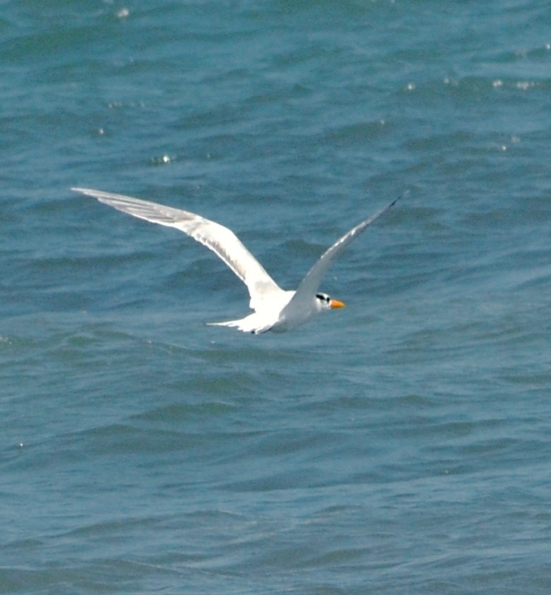 Royal Tern - ML638285122