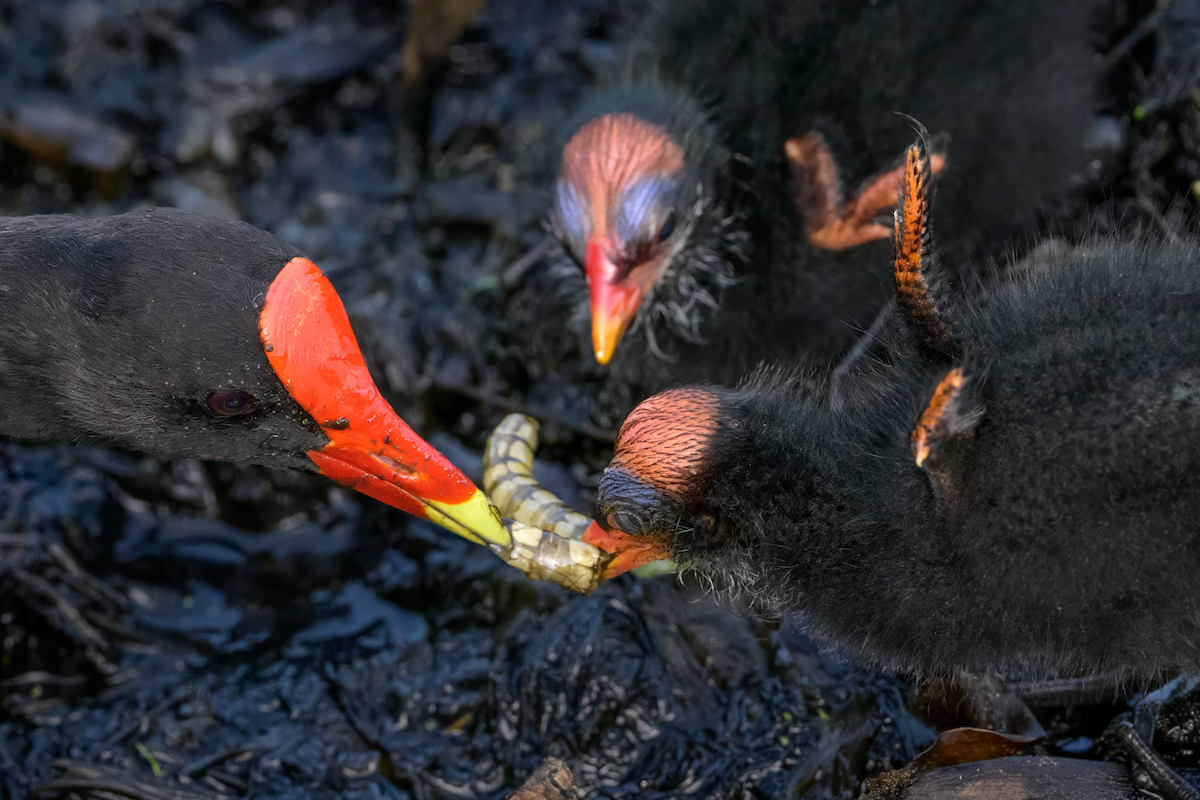 Common Gallinule - ML638285135