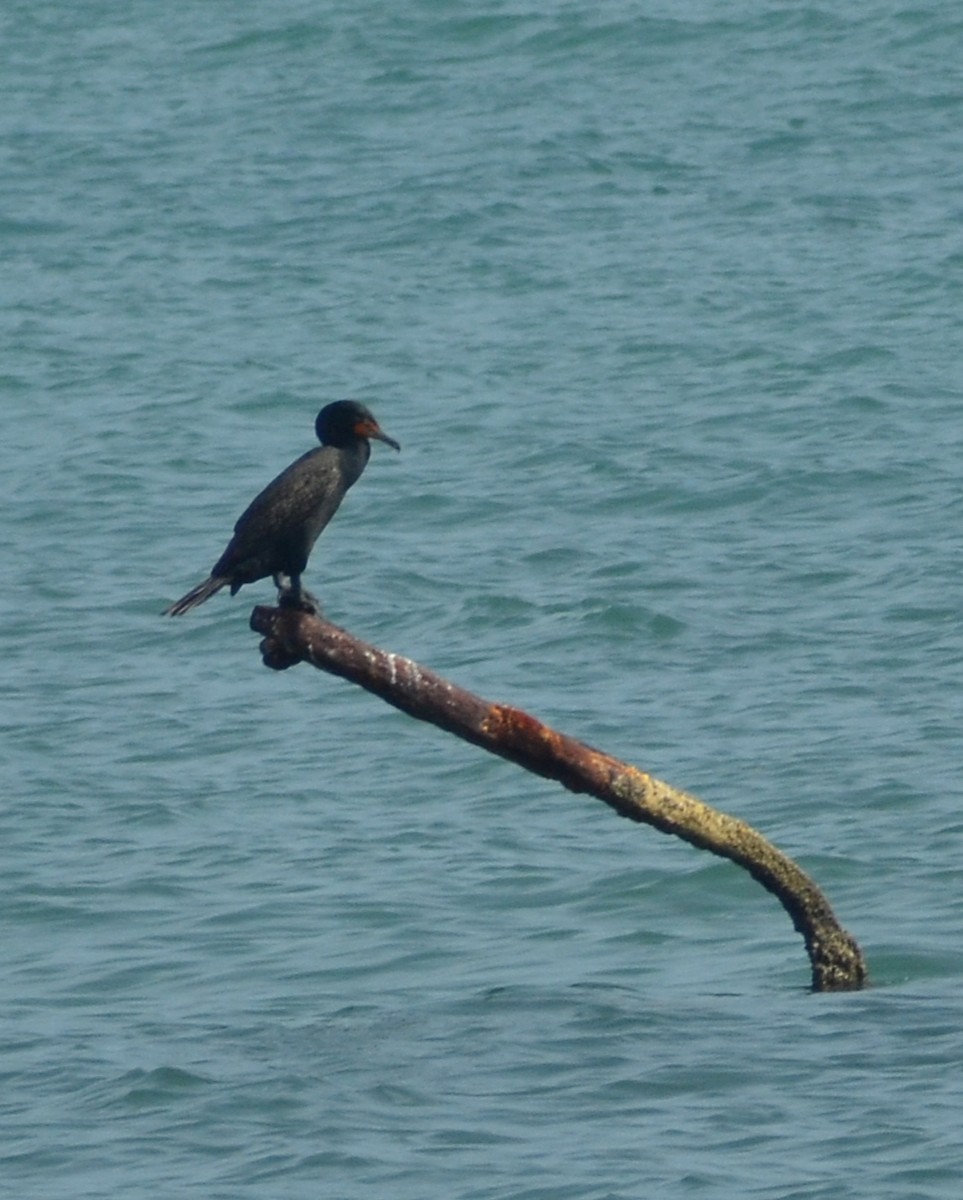 Double-crested Cormorant - ML638285144