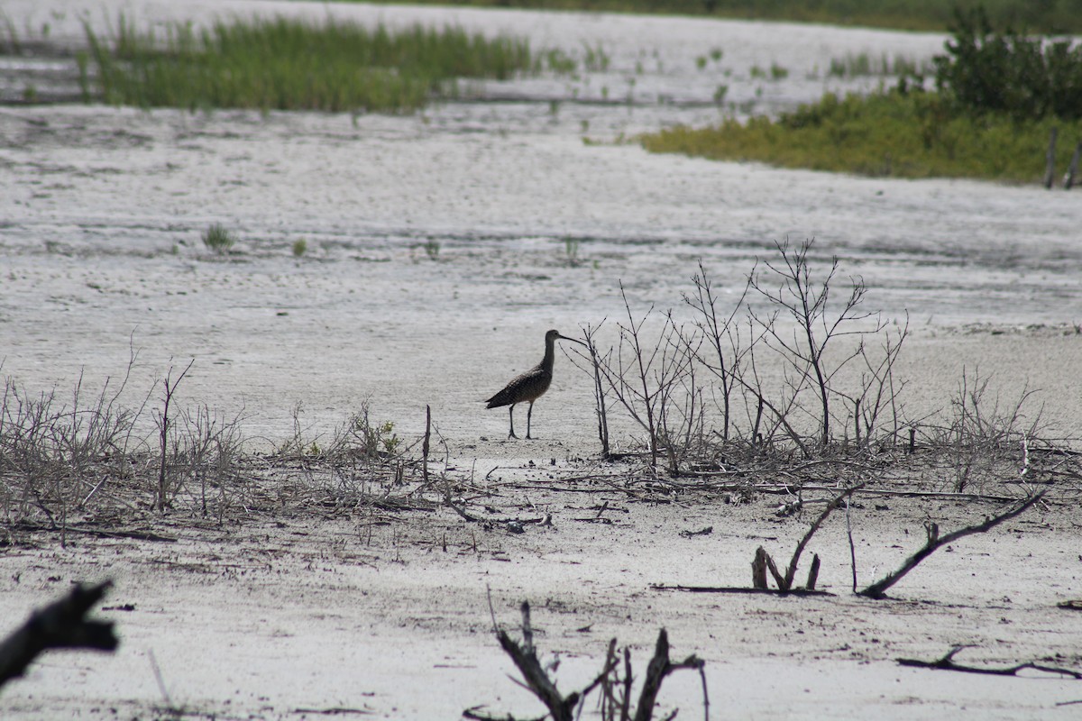 Long-billed Curlew - ML638285145