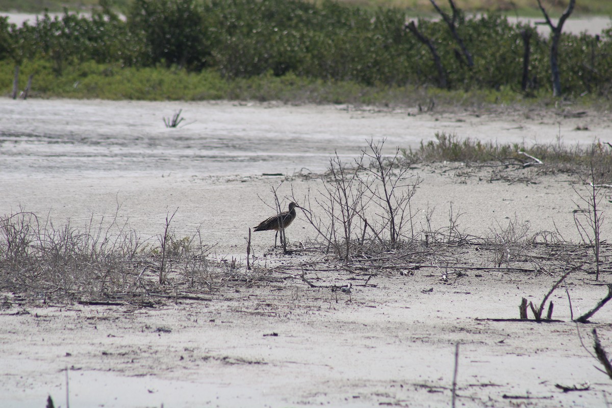 Long-billed Curlew - ML638285146