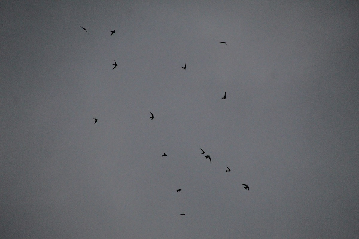 Pacific Swift - ML638285152