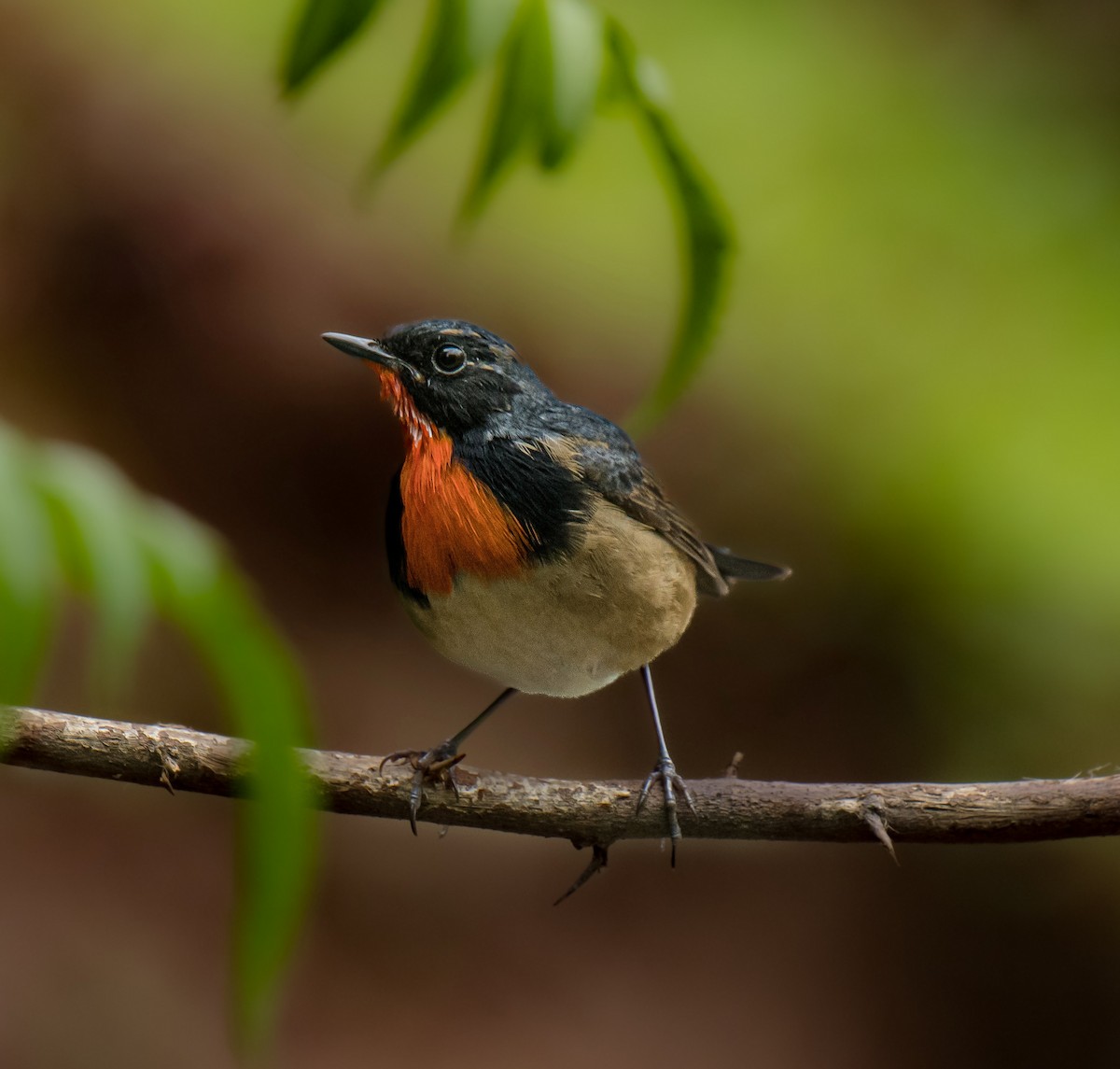 Firethroat - ML638285154