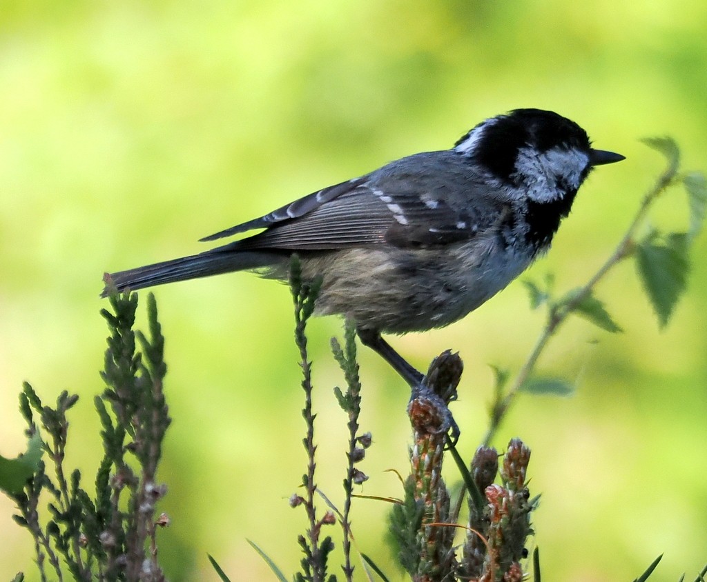 Coal Tit - ML638285155