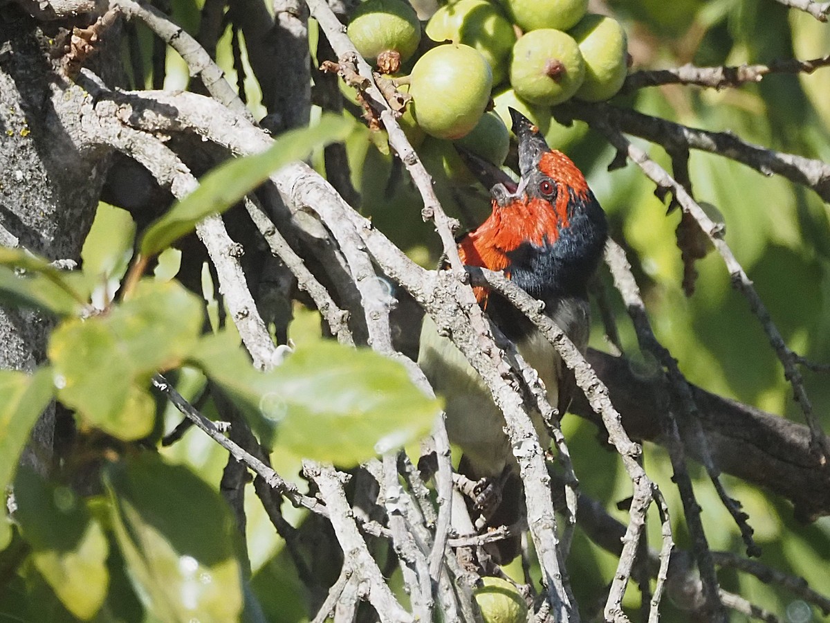 Black-collared Barbet - ML638285156